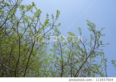 Nonile (Ulmaceae) Deciduous broadleaf tree 113657604