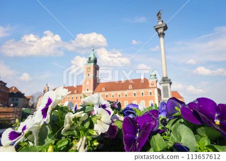 Pansies in Warsaw 113657612