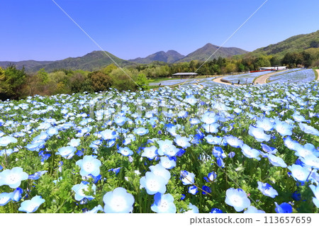 [香川縣] 春天國立贊岐萬野公園（Nemophila 場） 113657659