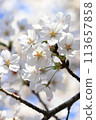 Cherry blossoms in full bloom on a fine day 113657858