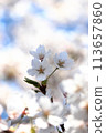 A part of cherry blossoms in full bloom 113657860