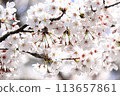 Cherry blossoms in full bloom 113657861