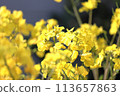 Rape blossoms blooming in the garden 113657863