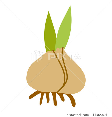 Flower bulbs Vector Flat illustration isolated on White. Cartoon Botany Spring Design Element with Green Leaves. Nature concept, Young Onion. Graphic Art, Growing or Cooking. For Card, Sticker, Poster Flower bulbs Vector Flat illustration isolated on White. Cartoon Botany Spring Design Element with Green Leaves. Nature concept, Young Onion. Graphic Art, Growing or Cooking. For Card, Sticker, Poster 113658010