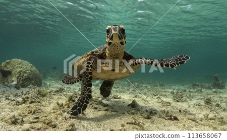 玳瑁龜看著相機 113658067