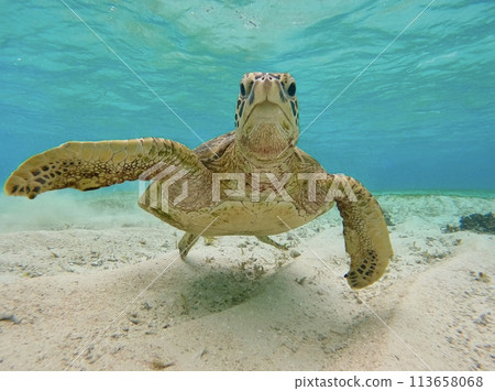 Sea turtle looking this way 113658068