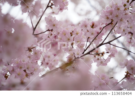 cherry blossom sakura in spring time with soft focus background cherry blossom sakura in spring time with soft focus background 113658404