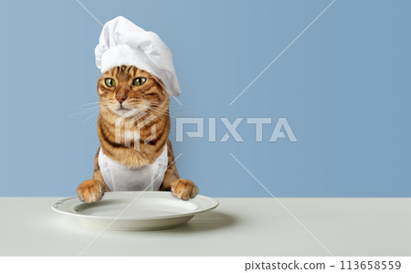 Cat chef and an empty plate on the table. Cat chef and an empty plate on the table. 113658559