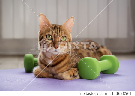 Domestic cat on a fitness mat with dumbbells. 113658561