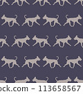 Running american pit bull terrier isolated on a 113658567