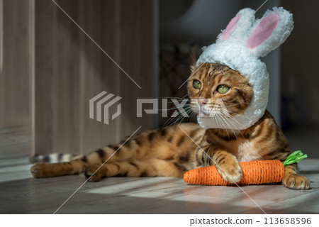 Bengal cat with a carrot toy and a headband with ears on his head. 113658596