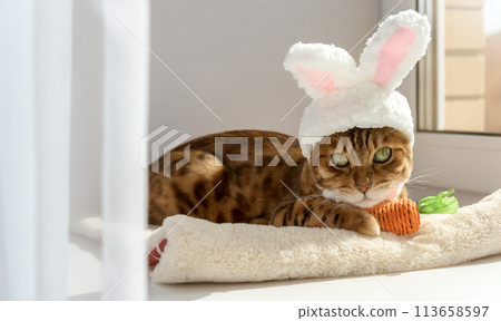 Bengal cat with a carrot toy and a headband with ears on his head. 113658597