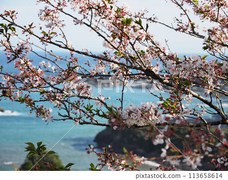 鴨川松島(千葉縣鴨川市) 鴨川松島(千葉縣鴨川市) 113658614