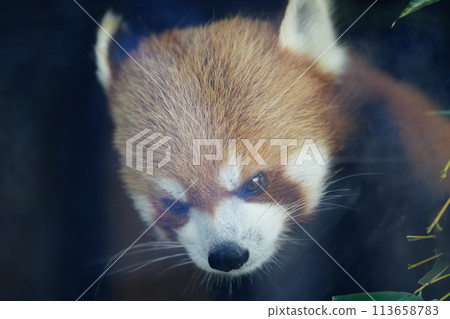 面對少熊貓 面對少熊貓 113658783