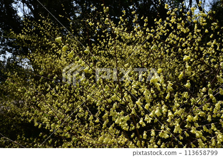 日向山茱萸（金縷梅科、遠澄木屬）的賞花時期 113658799