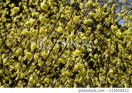 日向山茱萸（金縷梅科、遠澄木屬）的賞花時期 113658812