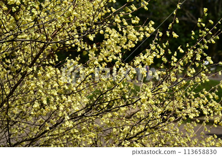 Flowers of Hyuuga Dogwood (Hamamelaceae, Dogwood genus) in full bloom Flowers of Hyuuga Dogwood (Hamamelaceae, Dogwood genus) in full bloom 113658830