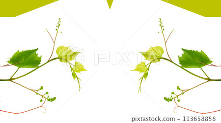 Grapevine with green leaves isolated on white. There is free space for text. Collage. Wide photo. 113658858