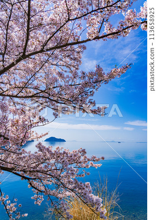 奧琵琶湖櫻花開花圖 113658925