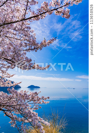 奧琵琶湖櫻花開花圖 113658926