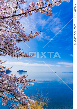 Oku-Biwako cherry blossoms in bloom 113658927