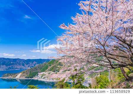 奧琵琶湖櫻花開花圖 奧琵琶湖櫻花開花圖 113658929