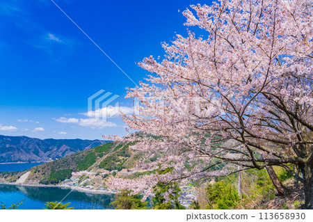 奧琵琶湖櫻花開花圖 奧琵琶湖櫻花開花圖 113658930