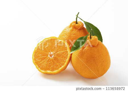 Dekopon with leaves on a white background Dekopon with leaves on a white background 113658972
