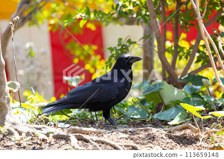 A crow in a garden against the background of a festival red and white banner 113659148
