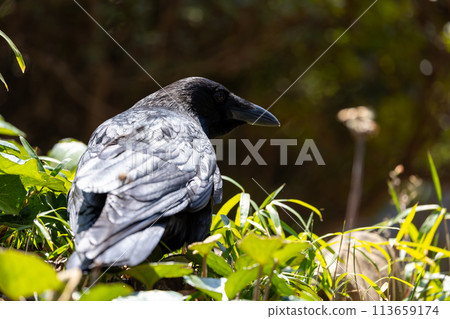 Crow in the garden 113659174