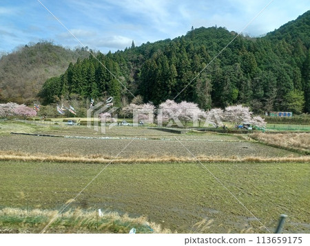 A rural landscape with cherry blossoms in full bloom and carp streamers flying across rice fields against the backdrop of deep green mountains A rural landscape with cherry blossoms in full bloom and carp streamers flying across rice fields against the backdrop of deep green mountains 113659175