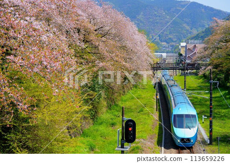 [Cherry Blossom Tunnel] Blue Romancecar passing through Yamakita Station 113659226