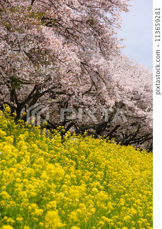 春天般的櫻花、油菜花盛開 113659281