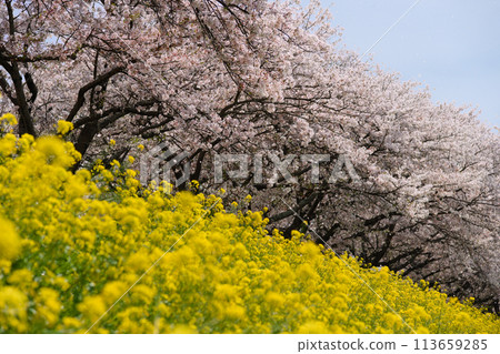 Spring-like cherry blossoms and rape blossoms in full bloom Spring-like cherry blossoms and rape blossoms in full bloom 113659285