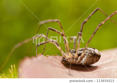 Daddy longlegs on leaf 113659323