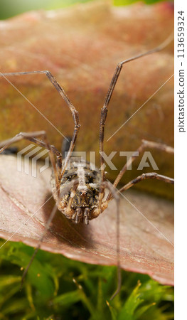 Daddy longlegs spider on leaf 113659324