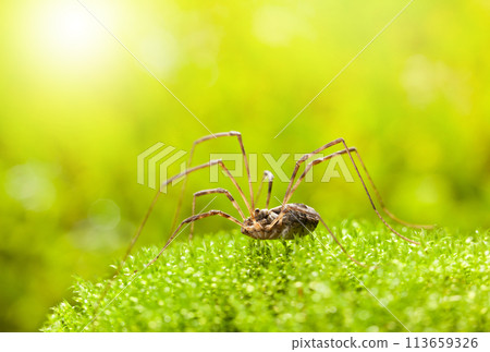 Daddy longlegs on moss 113659326