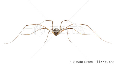 Macro of Harvestman spider 113659328
