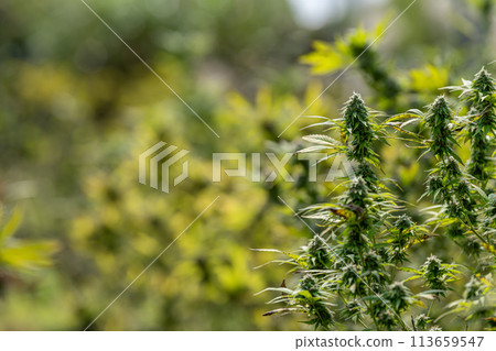 Large Legal Marijuana Farm Professional Commercial Grade Greenhouse Filled With Mature Budding Cannabis Indica Plants 113659547