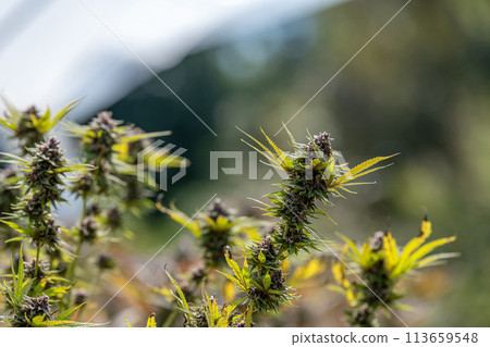 A close up of the marijuana farm industry. Beautiful macro and micro shots. Green house, outdoor, indoor plants. Harvesting cannabis, planting weed and more. A close up of the marijuana farm industry. Beautiful macro and micro shots. Green house, outdoor, indoor plants. Harvesting cannabis, planting weed and more. 113659548