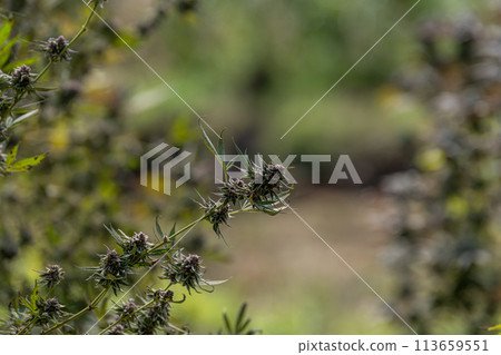 Cannabis plant in curative cannabis weed farm for medical cannabis product . The indoor agriculture farm provide high quality medicinal cannabis production for health care and medicine uses . Cannabis plant in curative cannabis weed farm for medical cannabis product . The indoor agriculture farm provide high quality medicinal cannabis production for health care and medicine uses . 113659551