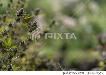 Commercial Weed Bud Grown on Plant Under Warehouse Lights Commercial Weed Bud Grown on Plant Under Warehouse Lights 113659552