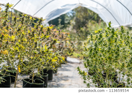 Cannabis plant in curative cannabis weed farm for medical cannabis product . The indoor agriculture farm provide high quality medicinal cannabis production for health care and medicine uses . 113659554