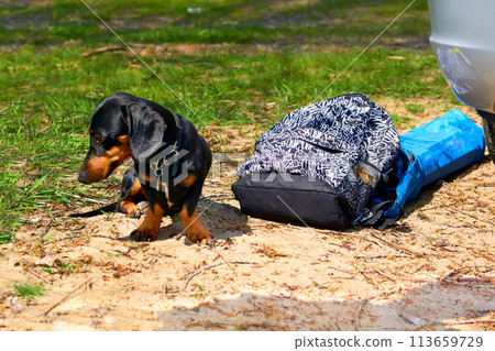 Loyal dachshund dog guards things near the car 113659729