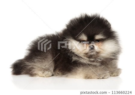 Pomeranian puppy lies on white background Pomeranian puppy lies on white background 113660224