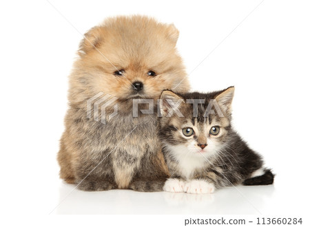 Fluffy puppy and kitten together Fluffy puppy and kitten together 113660284