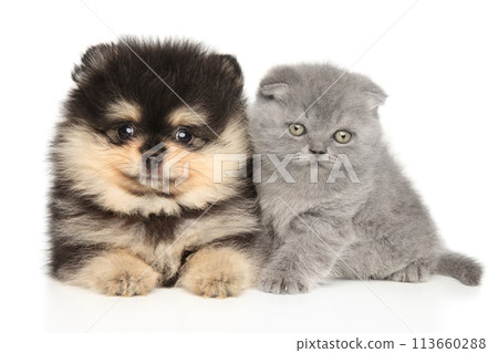 Scottish Fold kitten and Pomeranian puppy Scottish Fold kitten and Pomeranian puppy 113660288