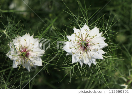 Nigella flower Nigella flower 113660501