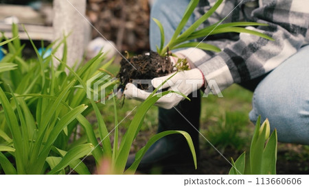 farmer digs ground with shovel, shovel, hands planting green sprout ground, agriculture, forest reforestation, planting sprout by hand, industry, agriculture concept, harvest hand man holding small farmer digs ground with shovel, shovel, hands planting green sprout ground, agriculture, forest reforestation, planting sprout by hand, industry, agriculture concept, harvest hand man holding small 113660606