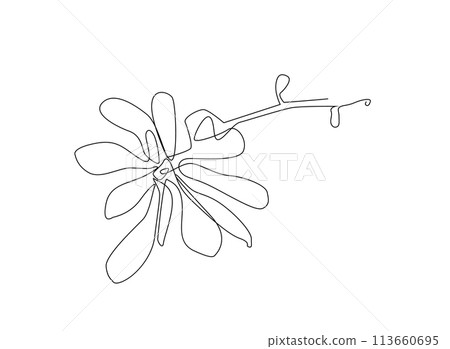 Continuous Line Magnolia FlowerVector Icon, Monoline Flowering Magnolia Stellata, One Line Star Magnolia 113660695